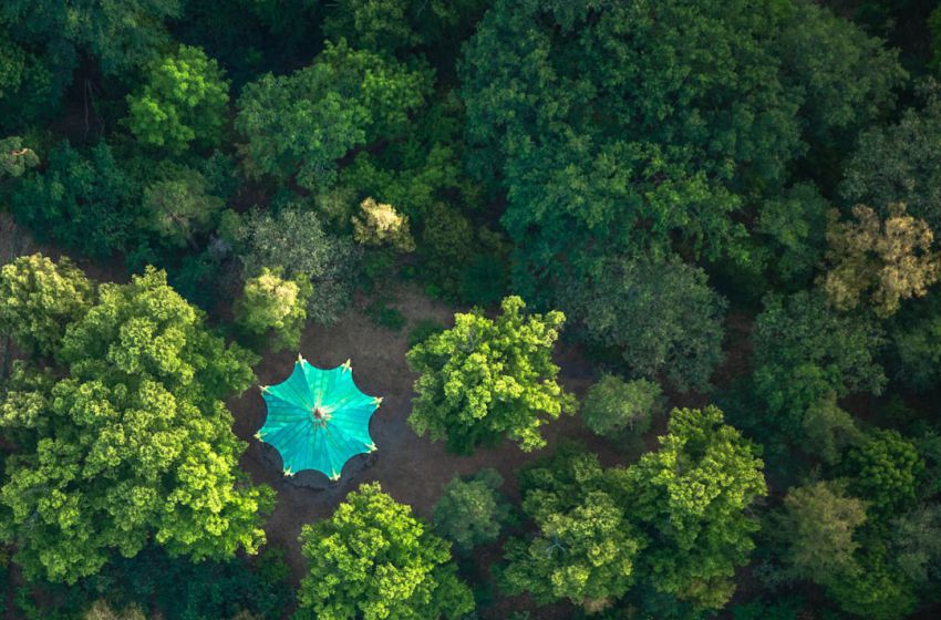 Difference - blue umbrella on green forest during daytime