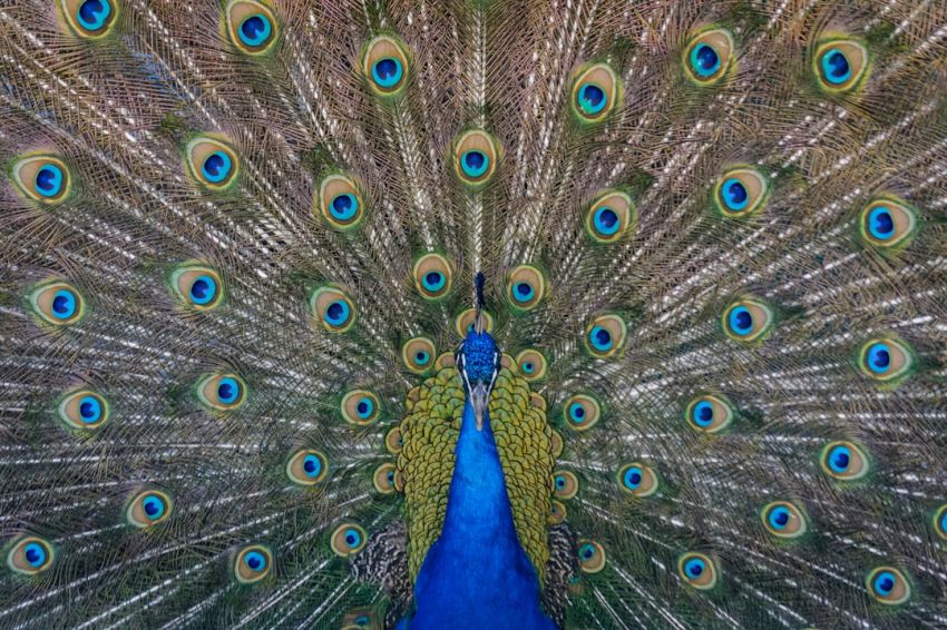 Compound Interest - close up photography of blue peacock painting