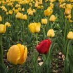 Difference - red tulips on yellow tulips field