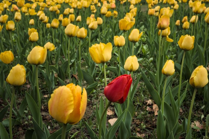 Difference - red tulips on yellow tulips field